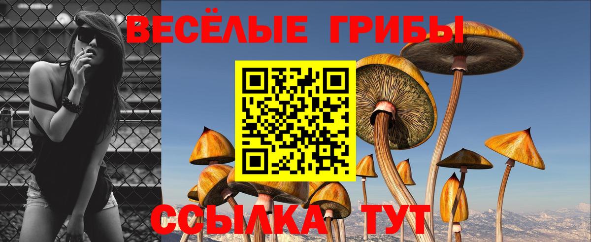 Псилоцибиновые грибы Cubensis Кисловодск